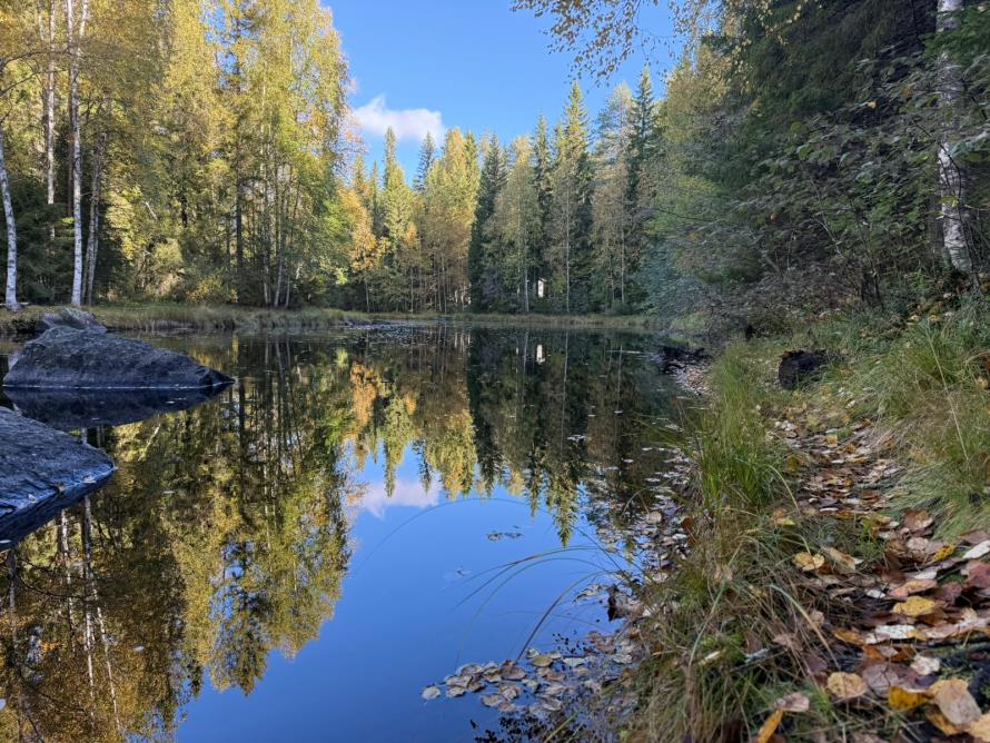 Calm forest pond reflecting trees and blue sky at Vekarus