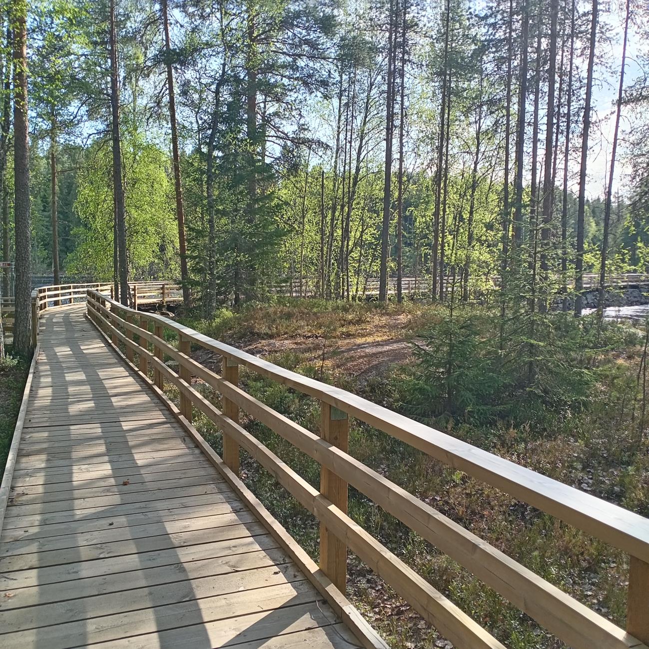Wooden boardwalk through the forest at Ruunaa