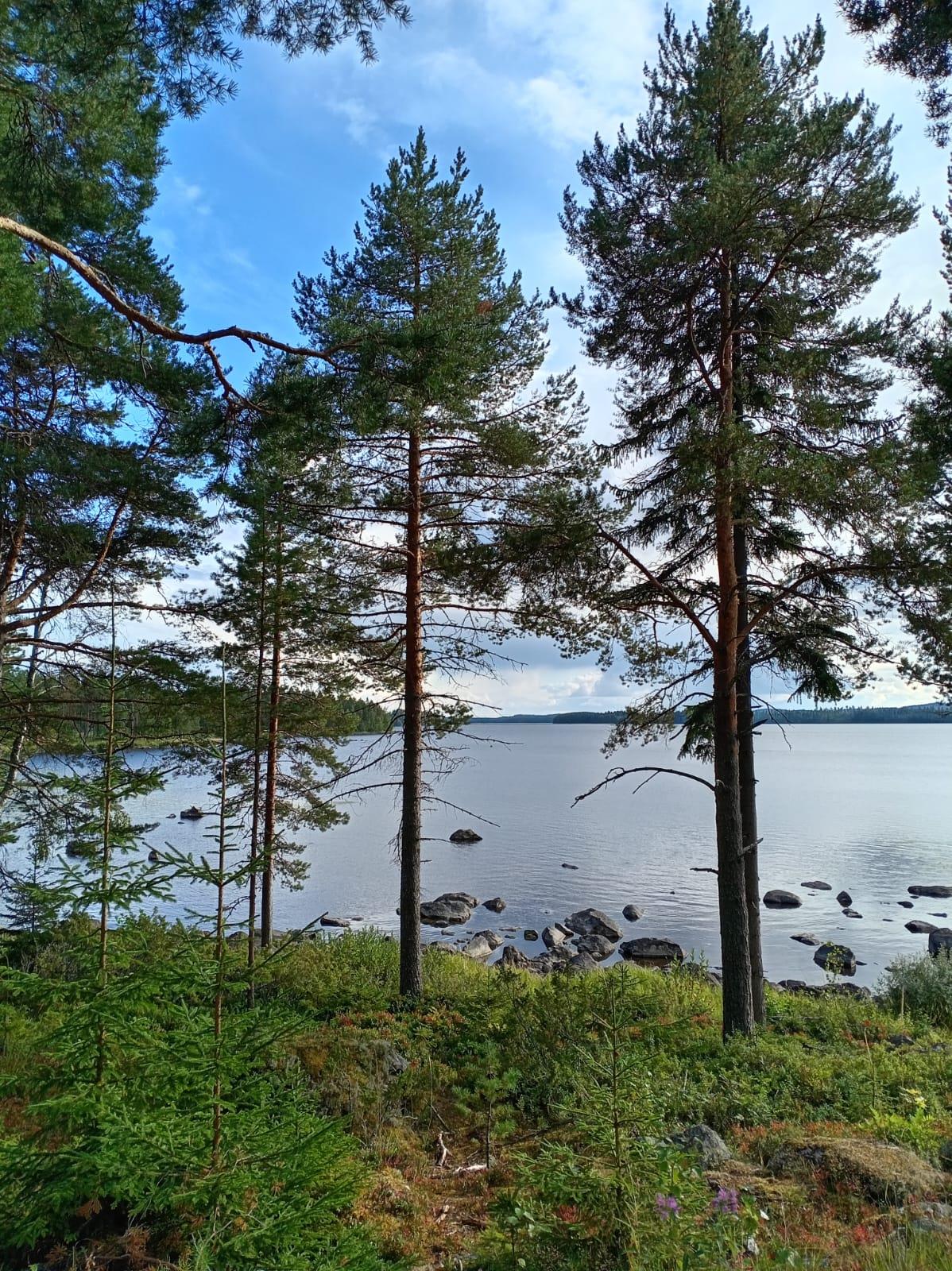 Pine trees on a lakeshore at Bomba